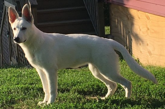 White Shepherd Female, Juliet. Majestic White Shepherds USA