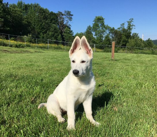 Female White Shepherd Juliet