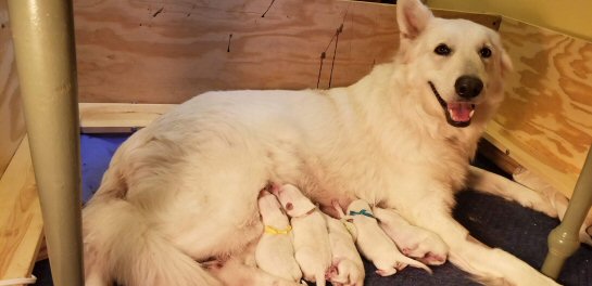 Lumi WSS | WS puppies. Jan 24, 2020 3 girls & 2 boys